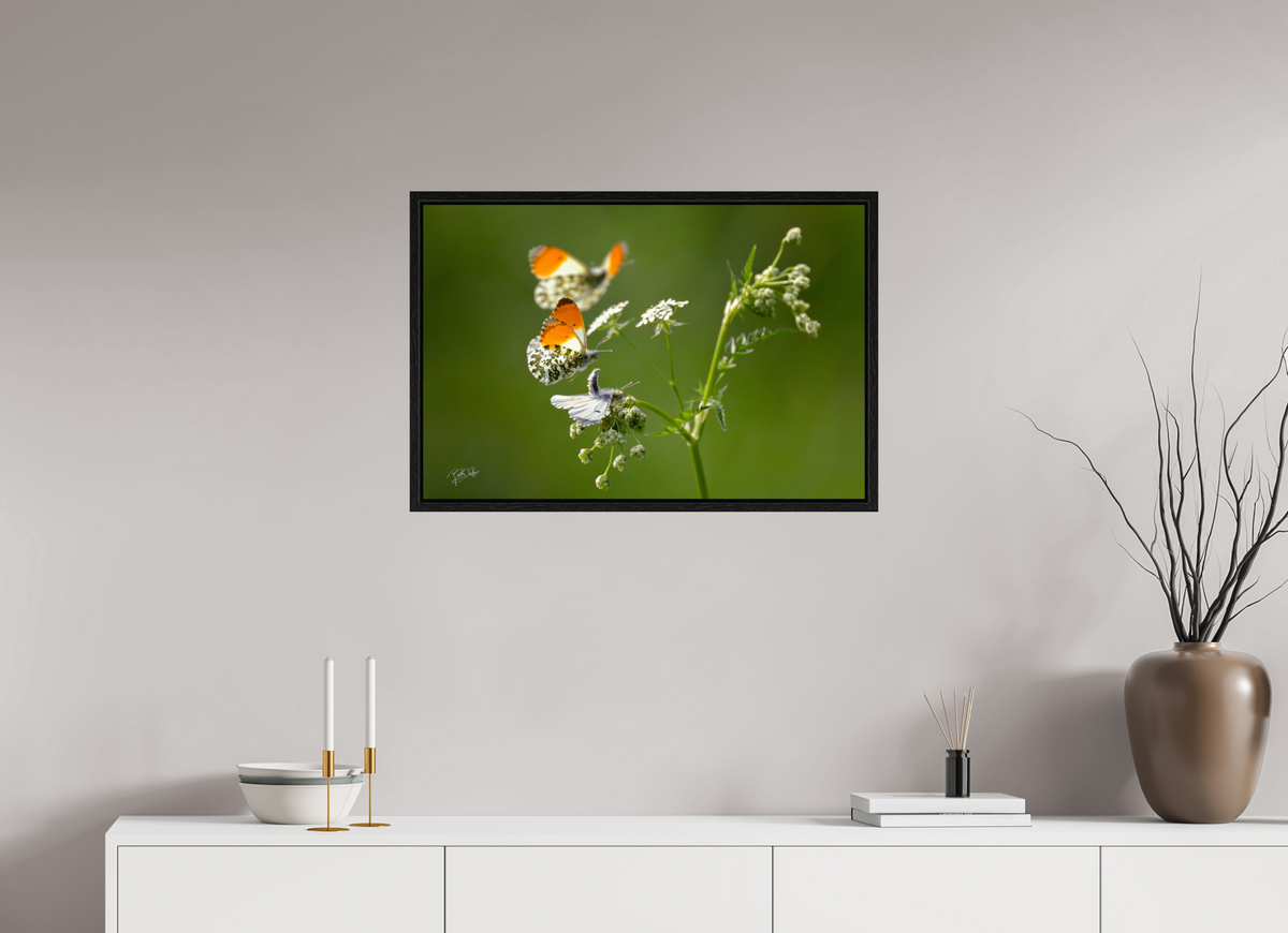75 x 50 cm, Floater Frame Kapers op de kust - Oranjetipje