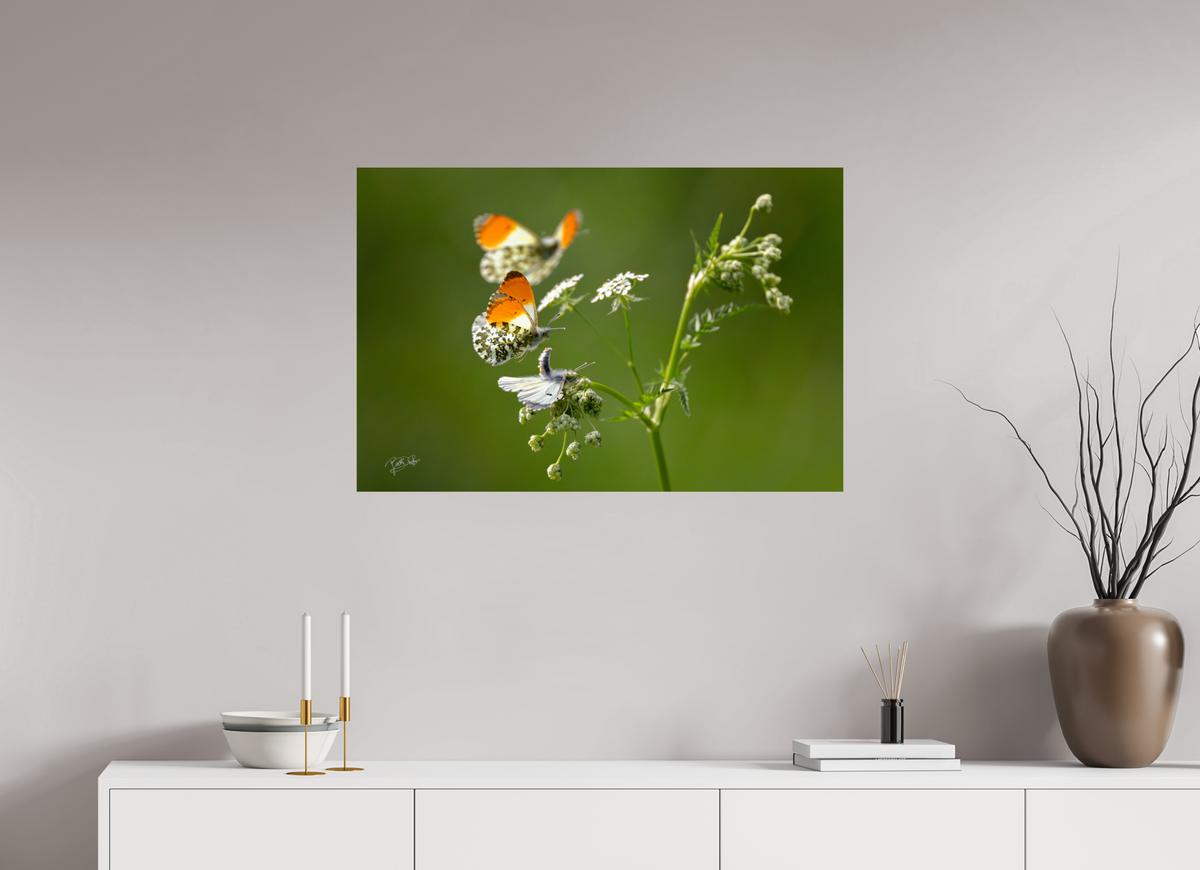 90 x 60 cm, Photo Print On Fuji Crystal DP II Kapers op de kust - Oranjetipje