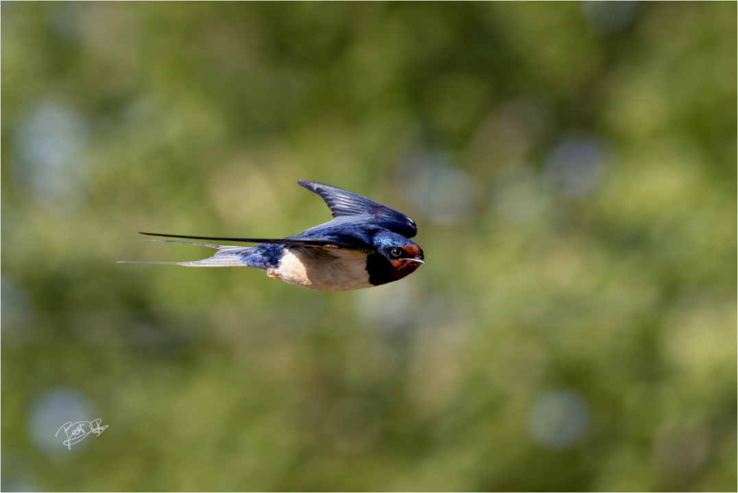 Intens oogcontact met een kleurrijke boerenzwaluw in vlucht voor een groene natuurlijke achtergrond