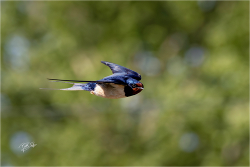 Intens oogcontact met een kleurrijke boerenzwaluw in vlucht voor een groene natuurlijke achtergrond