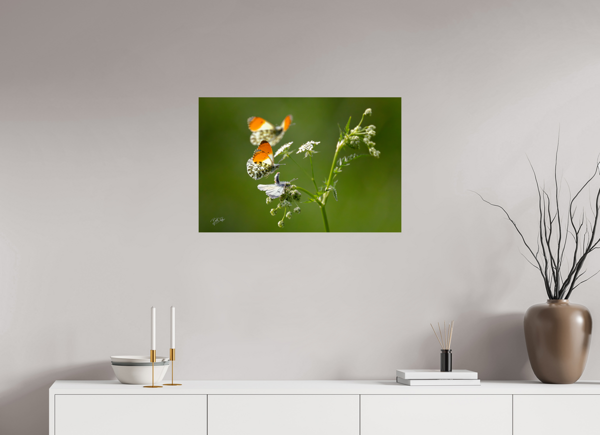 75 x 50 cm, Photo Print On Fuji Crystal DP II Kapers op de kust - Oranjetipje