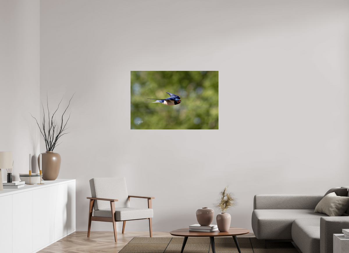 105 x 70 cm, Photo Print Under Acrylic Glass Ik zie jou - Boerenzwaluw in vlucht