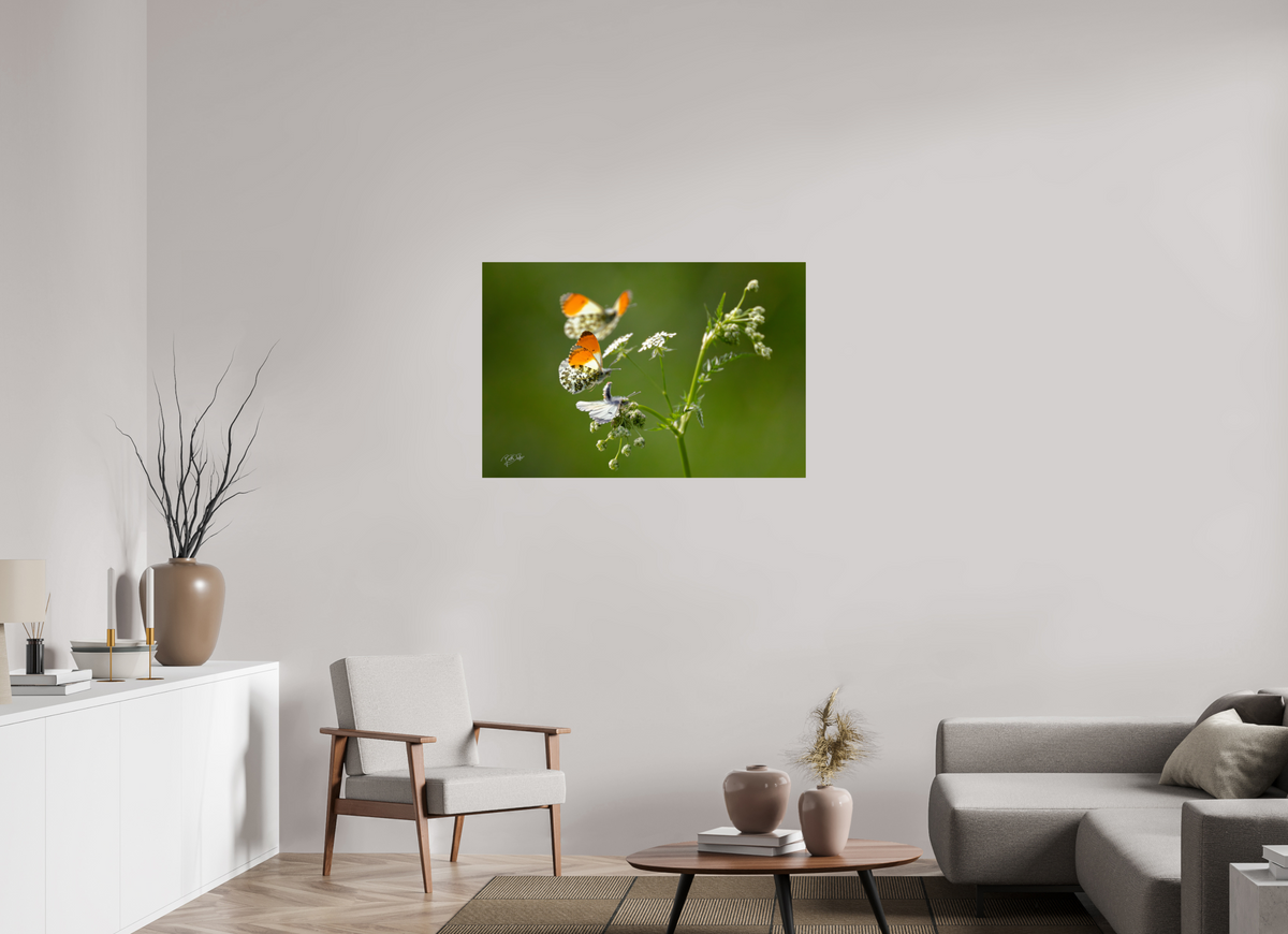 105 x 70 cm, Photo Print On Fuji Crystal DP II Kapers op de kust - Oranjetipje