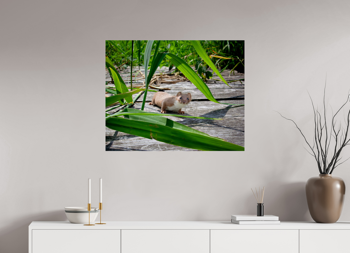 87,5 x 70 cm, Photo Print Under Acrylic Glass Nieuwsgierigheid Wint - Wezel