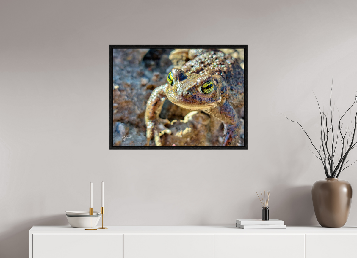 80 x 60 cm, Floater Frame Golden Eyes - Rugstreeppad
