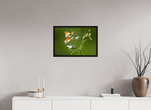 60 x 40 cm, Floater Frame Kapers op de kust - Oranjetipje