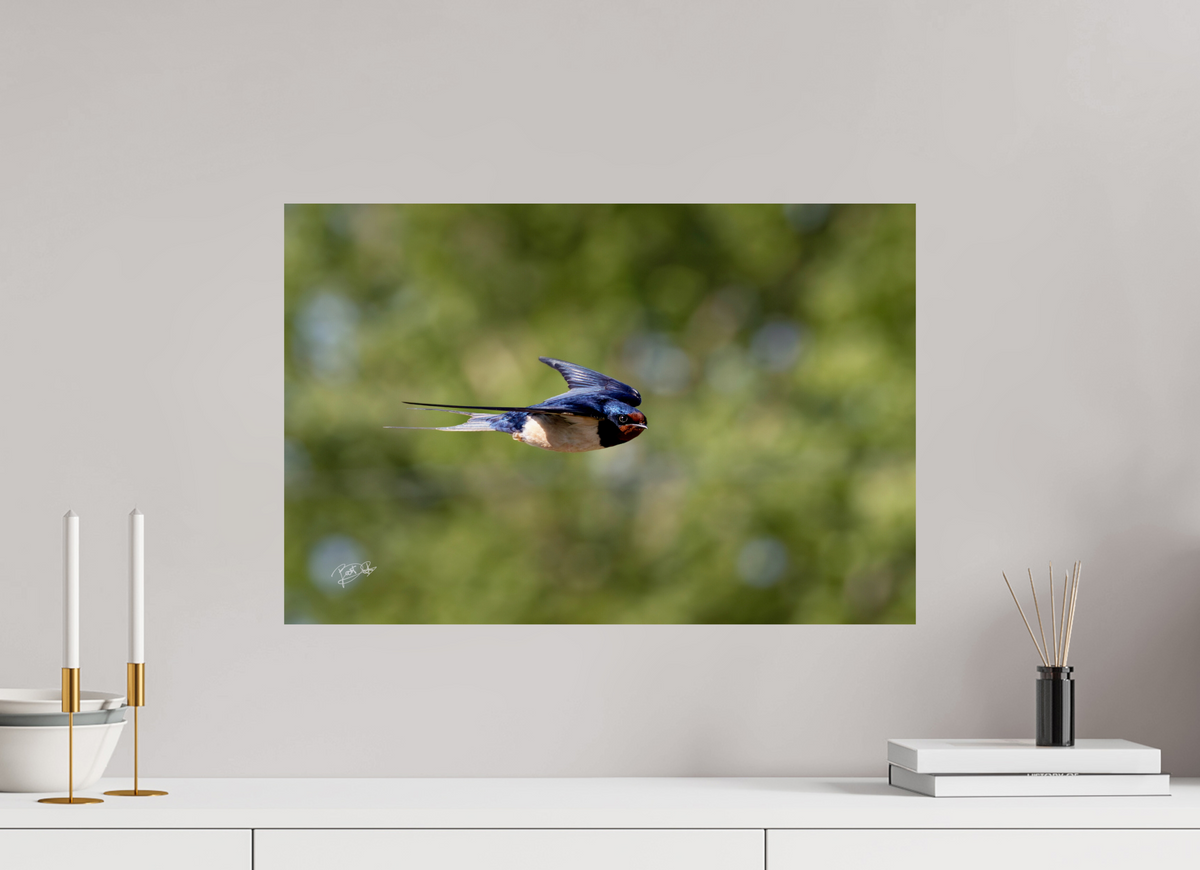 60 x 40 cm, Photo Print On Fuji Crystal DP II Ik zie jou - Boerenzwaluw in vlucht