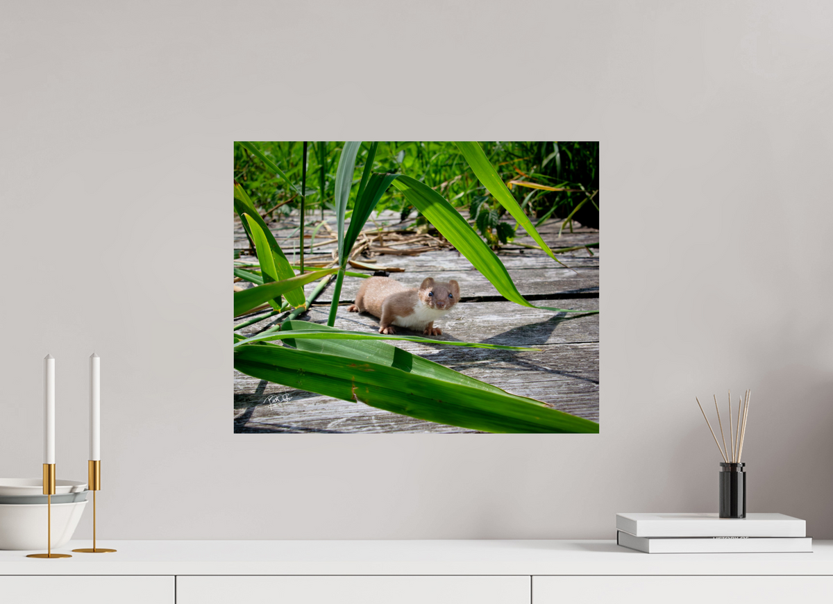 50 x 40 cm, Photo Print On Fuji Crystal DP II Nieuwsgierigheid Wint - Wezel