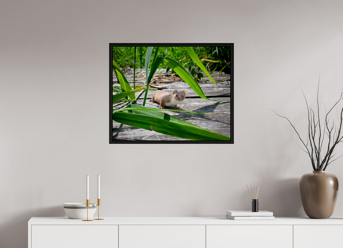 75 x 60 cm, Floater Frame Nieuwsgierigheid Wint - Wezel