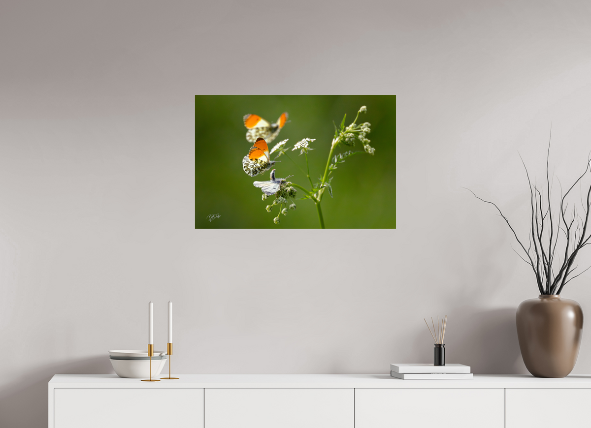 75 x 50 cm, Photo Print Under Acrylic Glass Kapers op de kust - Oranjetipje
