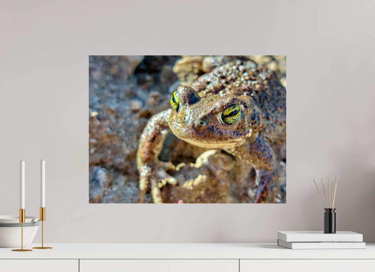 60 x 45 cm, Photo Print On Fuji Crystal DP II Golden Eyes - Rugstreeppad