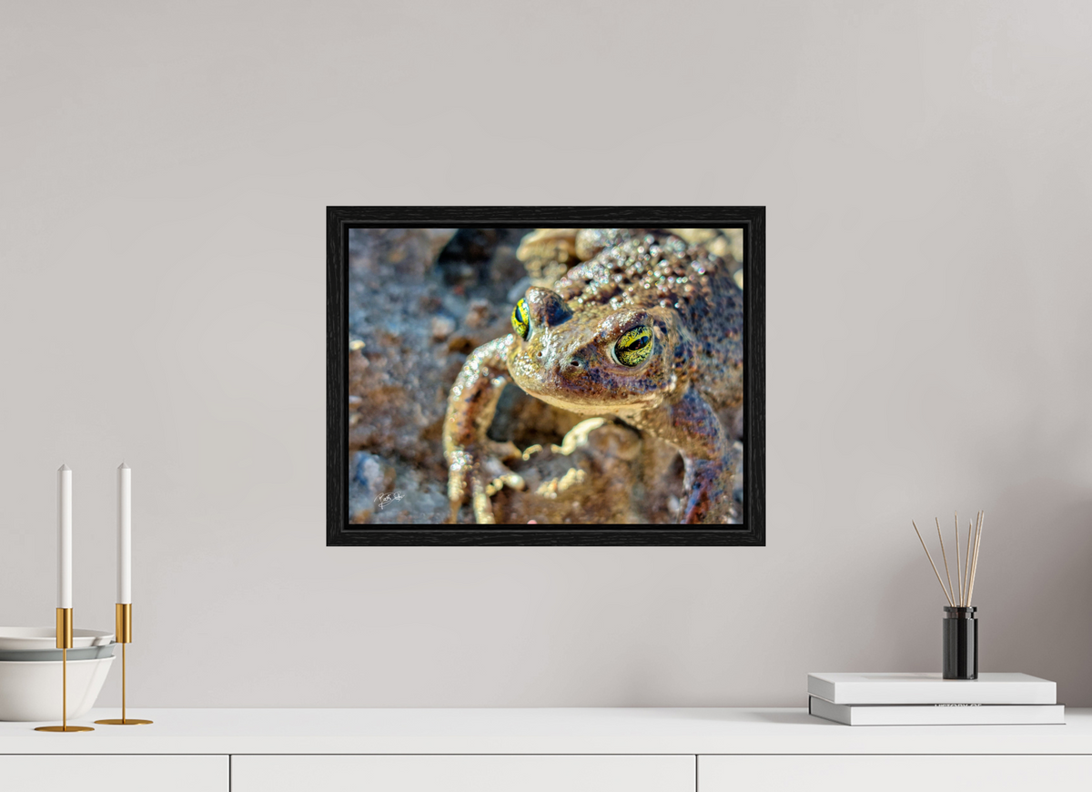 40 x 30 cm, Floater Frame Golden Eyes - Rugstreeppad