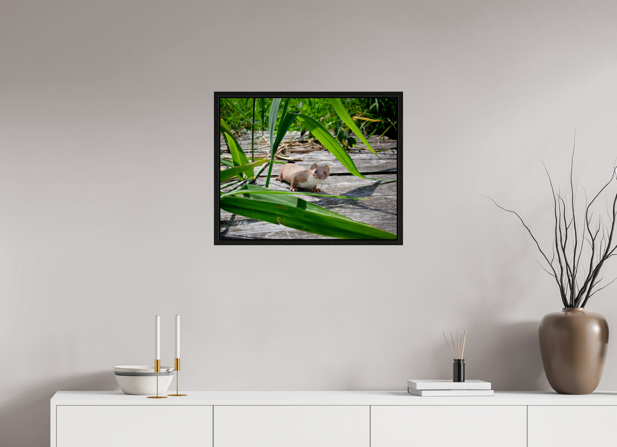 62,5 x 50 cm, Floater Frame Nieuwsgierigheid Wint - Wezel