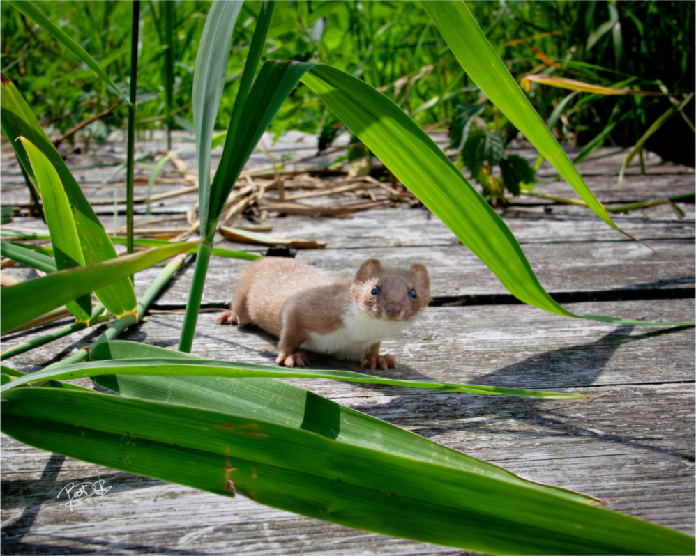 Close-up foto van een nieuwsgierige wezel op een houten brug tussen het groene riet.