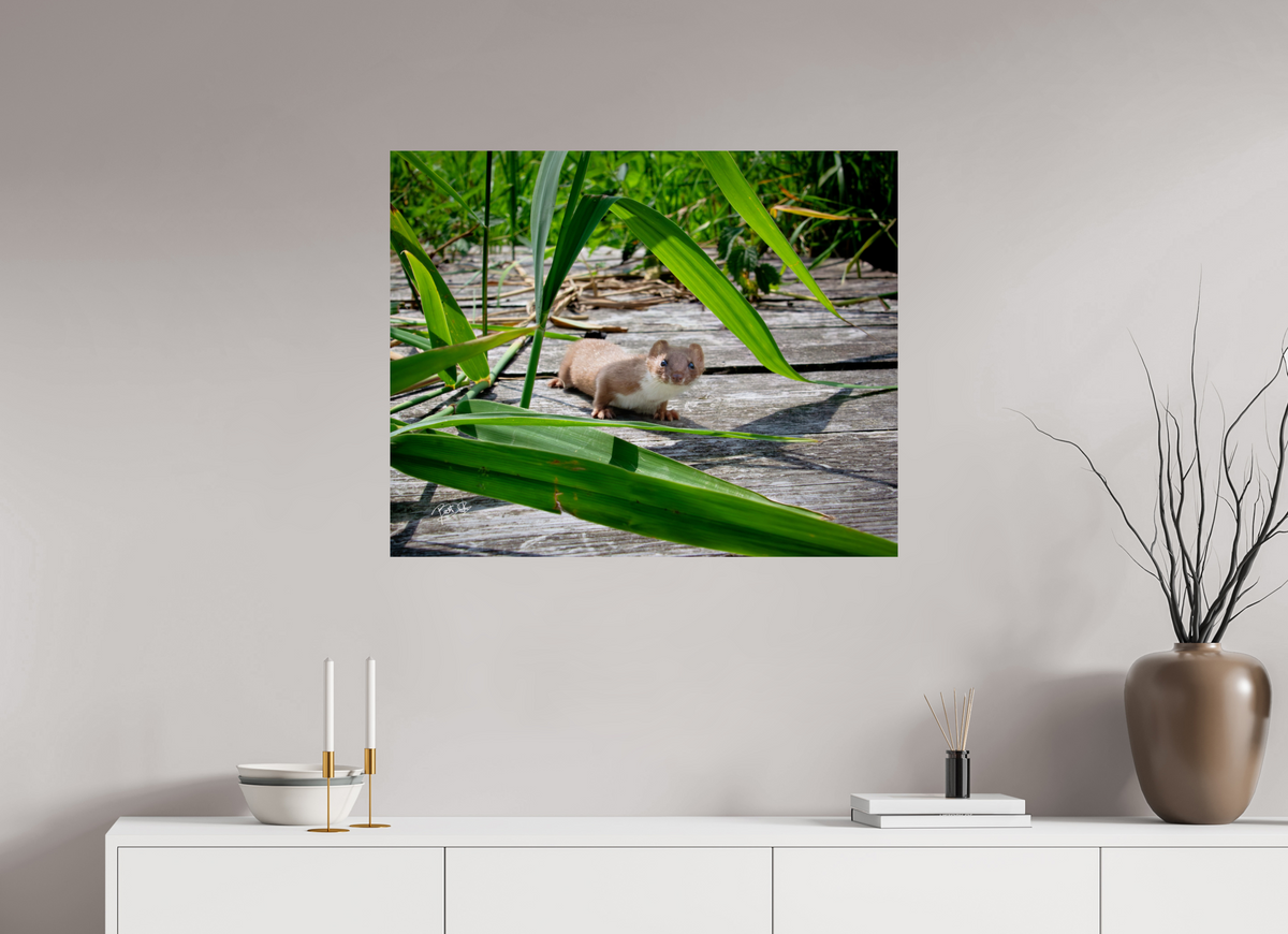 87,5 x 70 cm, Photo Print On Fuji Crystal DP II Nieuwsgierigheid Wint - Wezel