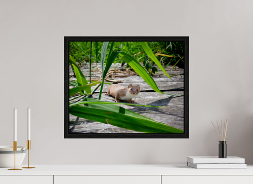 50 x 40 cm, Floater Frame Nieuwsgierigheid Wint - Wezel
