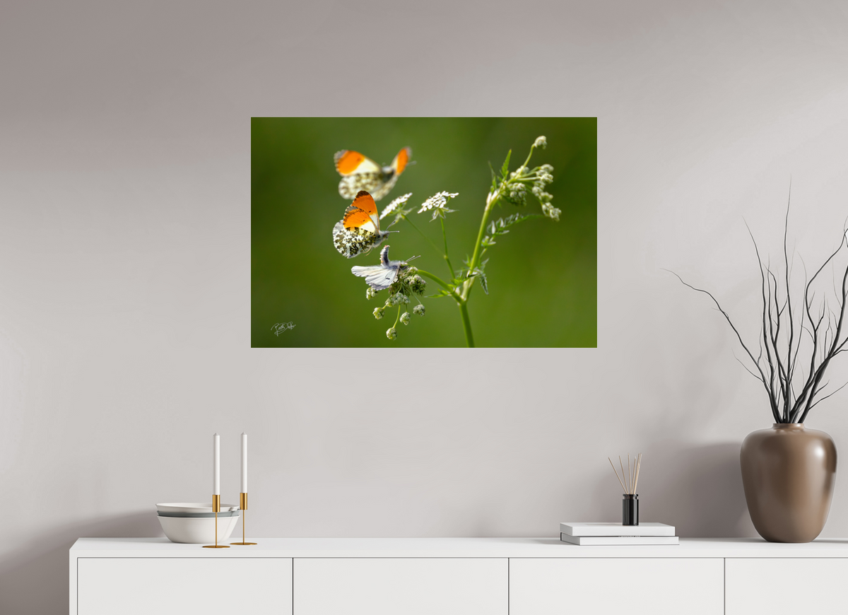 90 x 60 cm, Photo Print Under Acrylic Glass Kapers op de kust - Oranjetipje