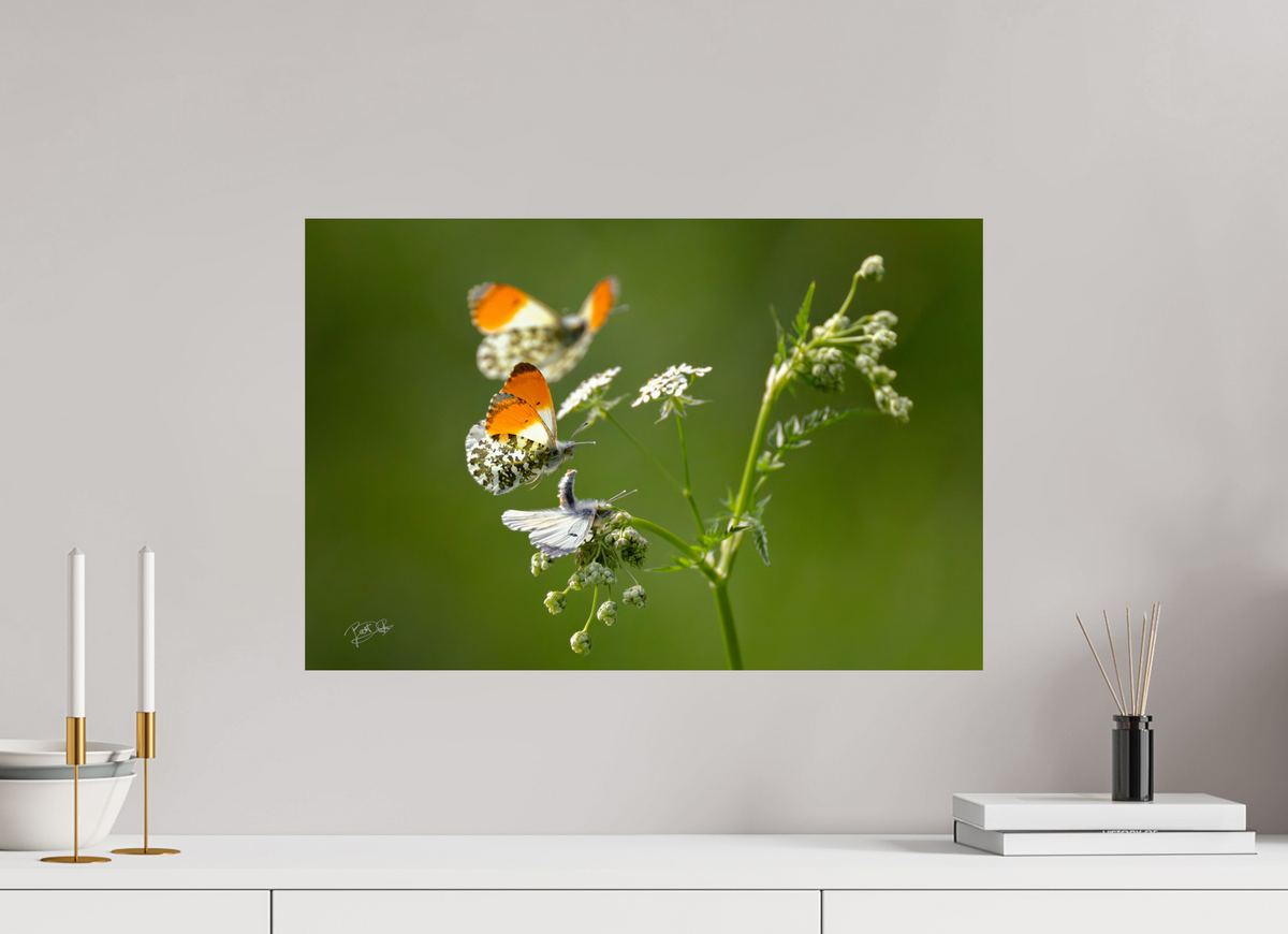 60 x 40 cm, Photo Print On Fuji Crystal DP II Kapers op de kust - Oranjetipje