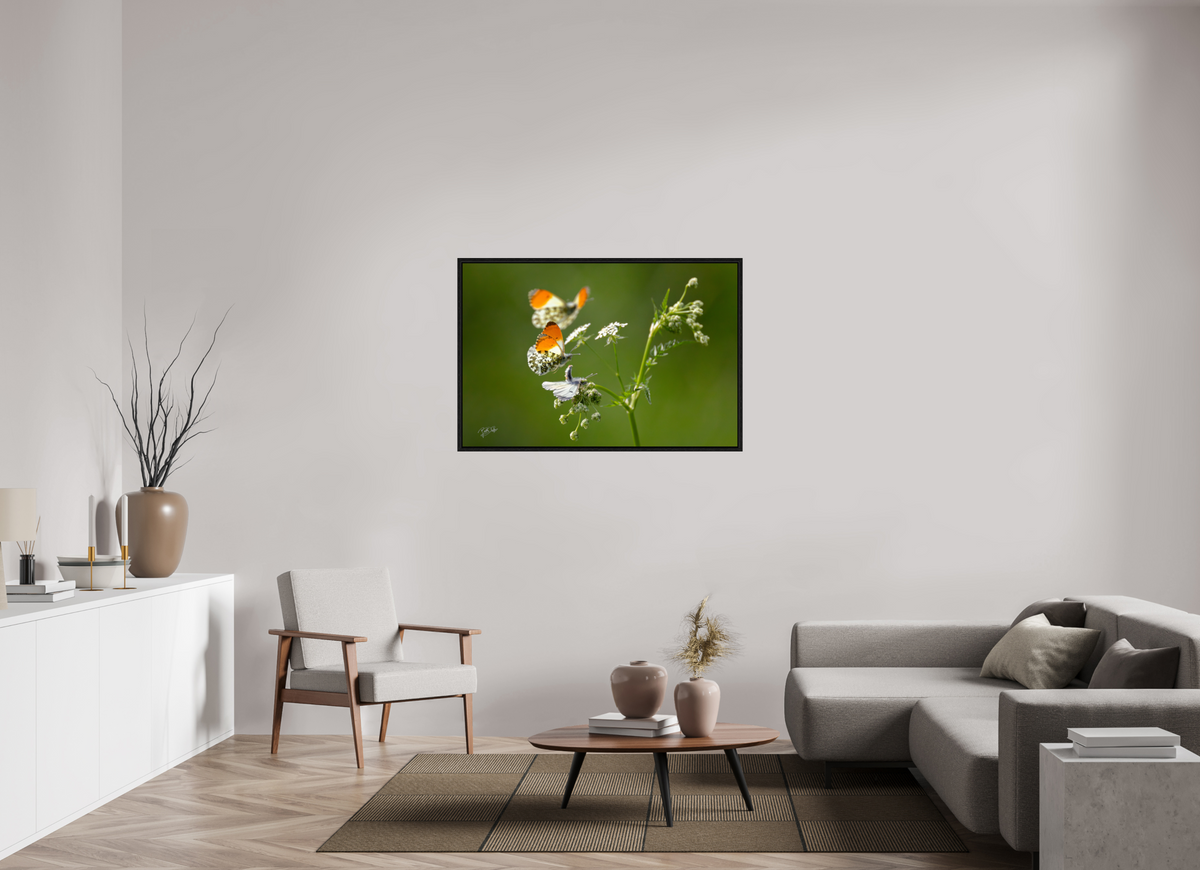 120 x 80 cm, Floater Frame Kapers op de kust - Oranjetipje