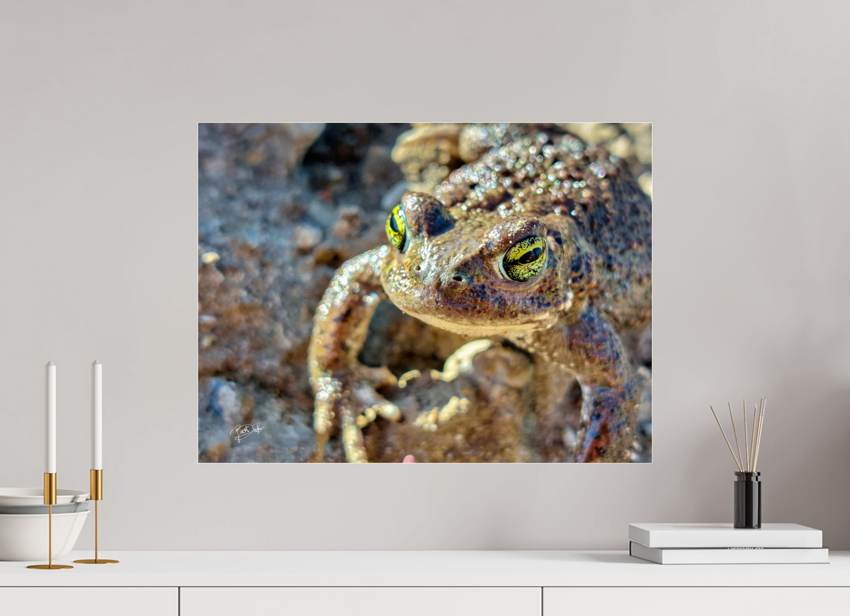 60 x 45 cm, Photo Print Under Acrylic Glass Golden Eyes - Rugstreeppad