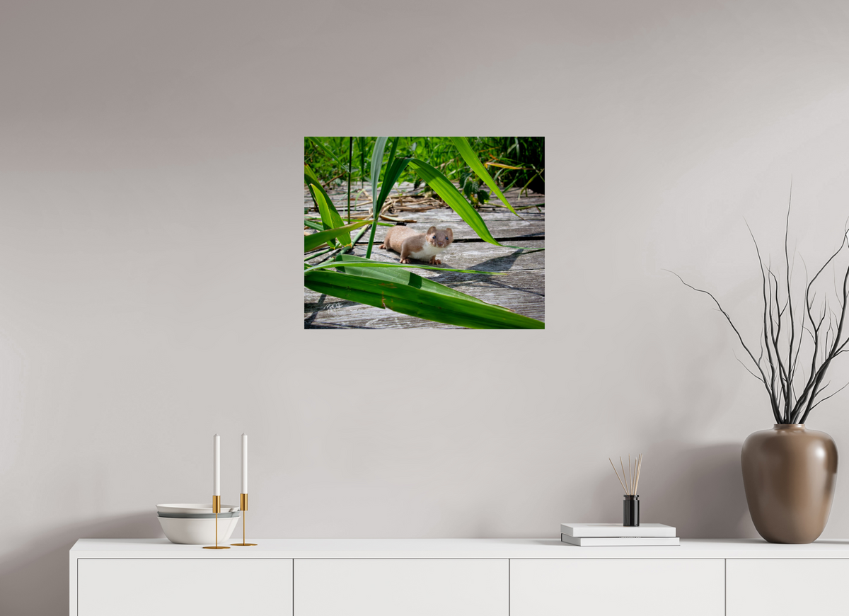 62,5 x 50 cm, Photo Print Under Acrylic Glass Nieuwsgierigheid Wint - Wezel